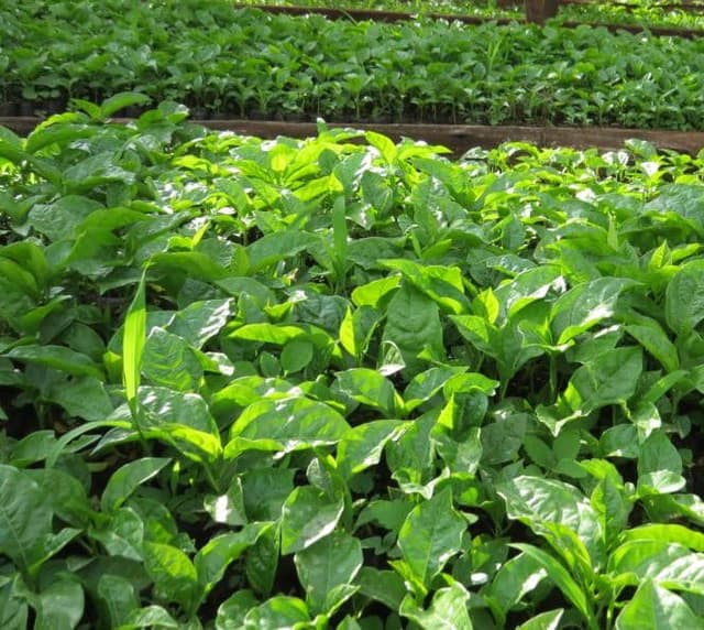 Passion Fruit Seedlings