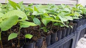 Pawpaw Seedlings